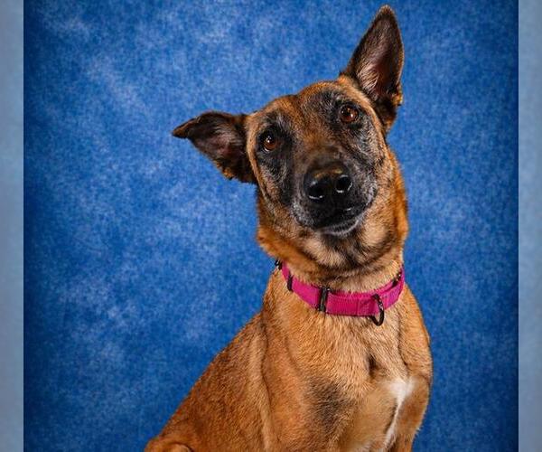 Medium Photo #3 Mutt Puppy For Sale in Pearland, TX, USA