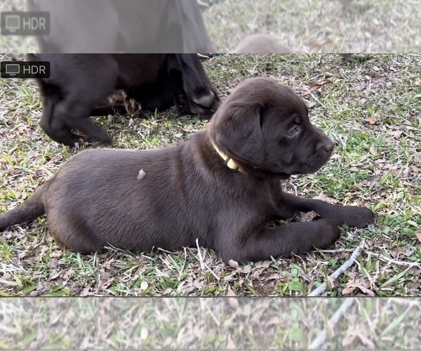 Medium Photo #4 Labrador Retriever Puppy For Sale in VINEMONT, AL, USA