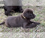 Small Photo #4 Labrador Retriever Puppy For Sale in VINEMONT, AL, USA