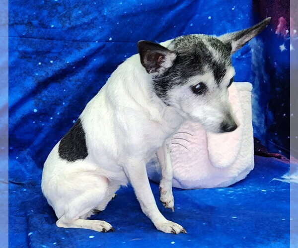 Medium Photo #3 Chihuahua-Unknown Mix Puppy For Sale in Wetumpka, AL, USA