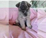 Small Photo #1 King Shepherd Puppy For Sale in YUCCA VALLEY, CA, USA