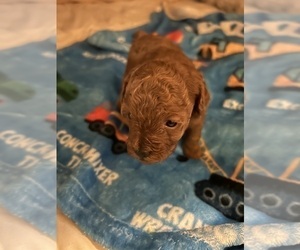 Poodle (Toy) Puppy for sale in DULUTH, GA, USA