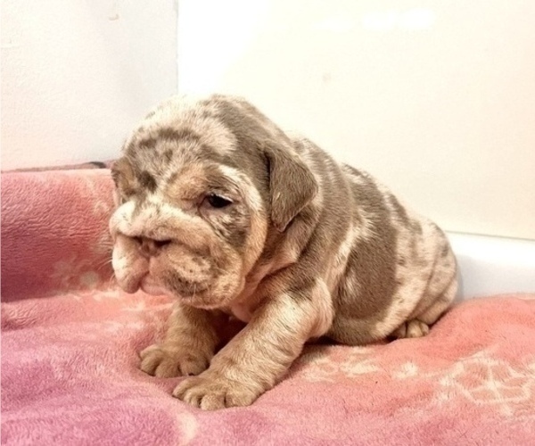Medium Photo #3 English Bulldog Puppy For Sale in SEATTLE, WA, USA