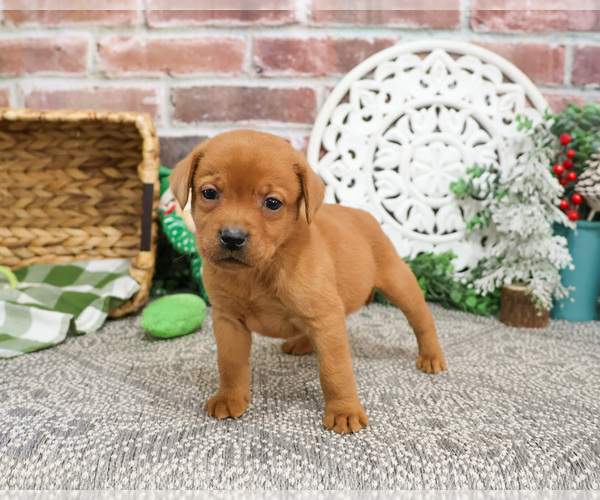 Medium Photo #3 Labrador Retriever Puppy For Sale in SYRACUSE, IN, USA