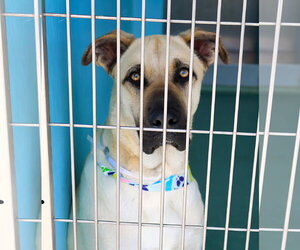 Boxer-German Shepherd Dog Mix Dogs for adoption in Pasadena, CA, USA
