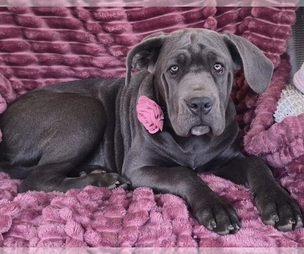 Medium Photo #6 Cane Corso Puppy For Sale in MINERAL WELLS, WV, USA