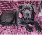 Small #5 Cane Corso