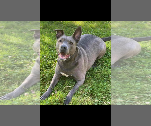 Medium Photo #2 Mutt Puppy For Sale in Lockport, NY, USA