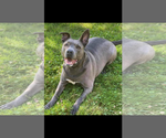 Small #1 Mutt