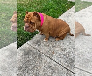 Mother of the American Bully puppies born on 05/07/2022