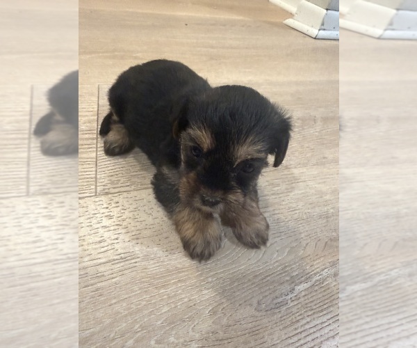 Medium Photo #1 Yorkie-Apso Puppy For Sale in PAWTUCKET, RI, USA