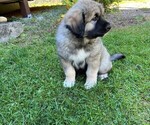 Small #1 Caucasian Shepherd Dog-Kangal Dog Mix