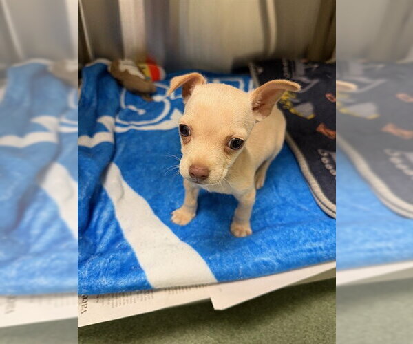 Medium Photo #1 Chihuahua-Unknown Mix Puppy For Sale in Plano, TX, USA
