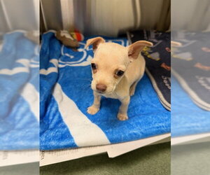 Chihuahua-Unknown Mix Dogs for adoption in Plano, TX, USA