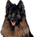 Small Photo #1 King Shepherd Puppy For Sale in PEACH SPRINGS, AZ, USA