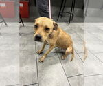 Small #3 American Pit Bull Terrier Mix