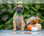 Puppy Butterfinger Great Dane