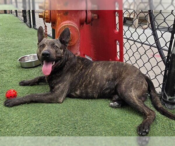 Medium Photo #2 Holland Shepherd-Texas Heeler Mix Puppy For Sale in Norco, CA, USA