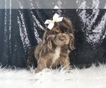 Small Photo #18 Cocker Spaniel Puppy For Sale in WARSAW, IN, USA