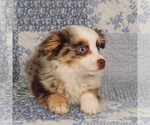 Small #11 Miniature Australian Shepherd