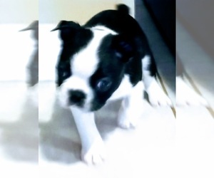Boston Terrier Puppy for sale in WARREN, MI, USA