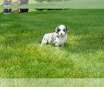 Small Photo #5 Miniature Bernedoodle Puppy For Sale in DUNDEE, OH, USA