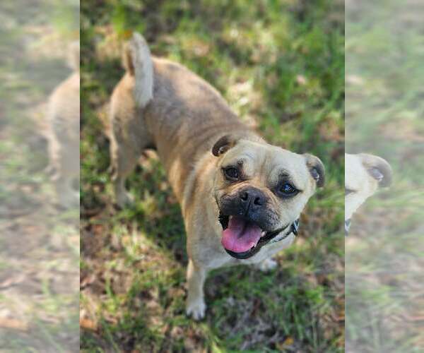 Medium Photo #2 Pug-Unknown Mix Puppy For Sale in Wakefield, RI, USA