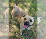 Small #1 Pug Mix