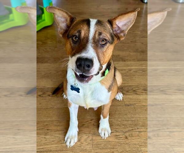 Medium Photo #1  Puppy For Sale in , 