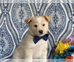 Border Collie-Unknown Mix Puppy for sale in LANCASTER, PA, USA