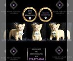 Small Photo #90 French Bulldog Puppy For Sale in WARSAW, IN, USA