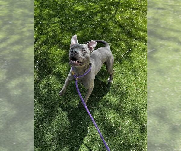 Medium Photo #3 Mutt Puppy For Sale in West Valley, UT, USA