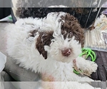 Small Photo #1 Poodle (Miniature) Puppy For Sale in WHITEWATER, WI, USA