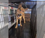 Small #2 German Shepherd Dog