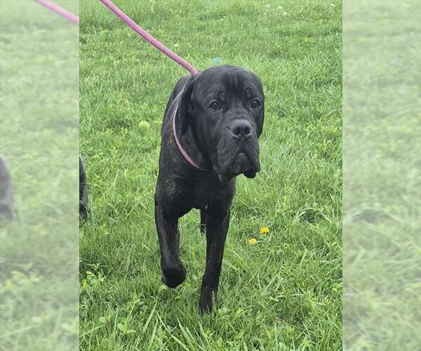 Medium Photo #2 Mastiff-Unknown Mix Puppy For Sale in Decatur, IL, USA