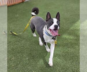 Siberian Husky-Unknown Mix Dogs for adoption in Las Vegas, NV, USA