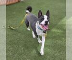 Small Siberian Husky Mix