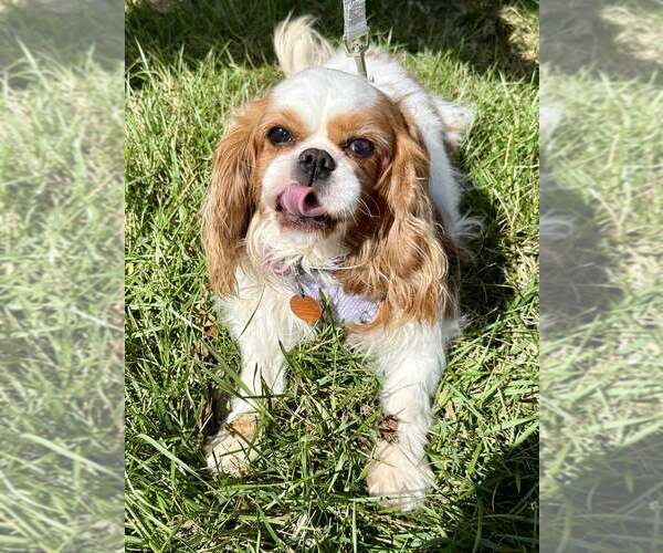 Medium Photo #3 Cavalier King Charles Spaniel Puppy For Sale in Lee's Summit, MO, USA