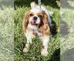 Small #2 Cavalier King Charles Spaniel
