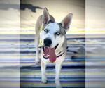Small #1 Siberian Husky Mix