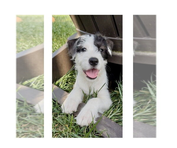 Medium Photo #5 Boxer-Unknown Mix Puppy For Sale in Mooresville, NC, USA