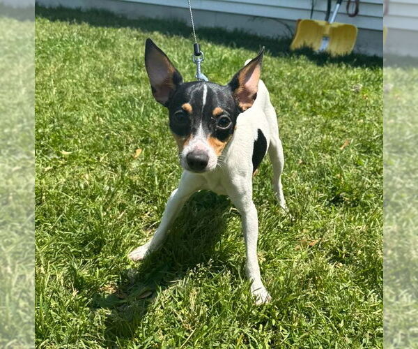 Medium Photo #3 Mutt Puppy For Sale in Muskegon, MI, USA