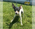 Small #2 Mutt