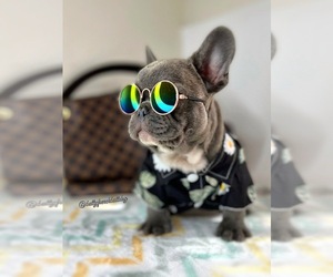 French Bulldog Puppy for sale in OJAI, CA, USA