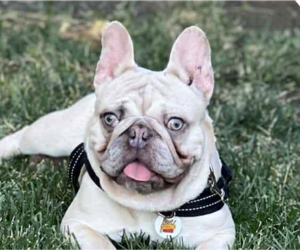 French Bulldog Dogs for adoption in San Ramon, CA, USA