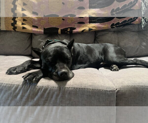 Medium Photo #2 Mutt Puppy For Sale in Goodyear, AZ, USA