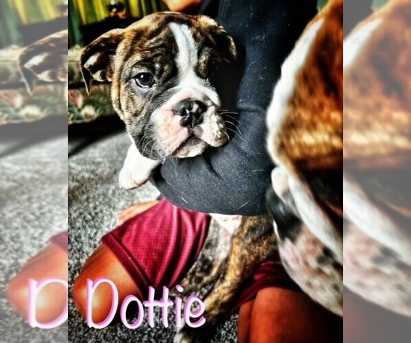Medium Photo #13 English Bulldog Puppy For Sale in OKLAHOMA CITY, OK, USA