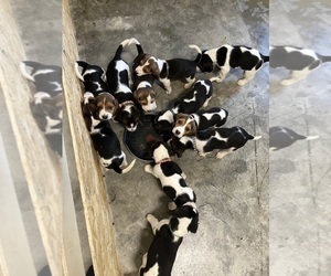 Bagle Hound Puppy for Sale in BOWLING GREEN, Kentucky USA