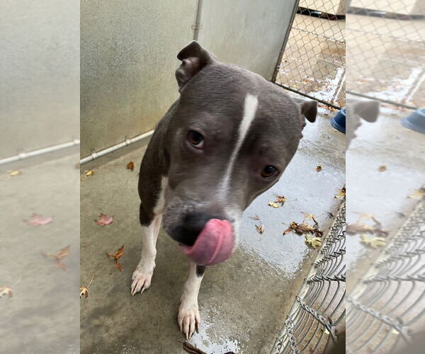 Medium Photo #2 American Pit Bull Terrier Puppy For Sale in La Porte, IN, USA