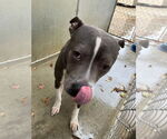Small #1 American Pit Bull Terrier